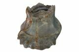 Fossil Nodosaur Tooth - Judith River Formation, Montana #144842-1